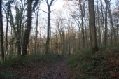 Bois de Cordelleville